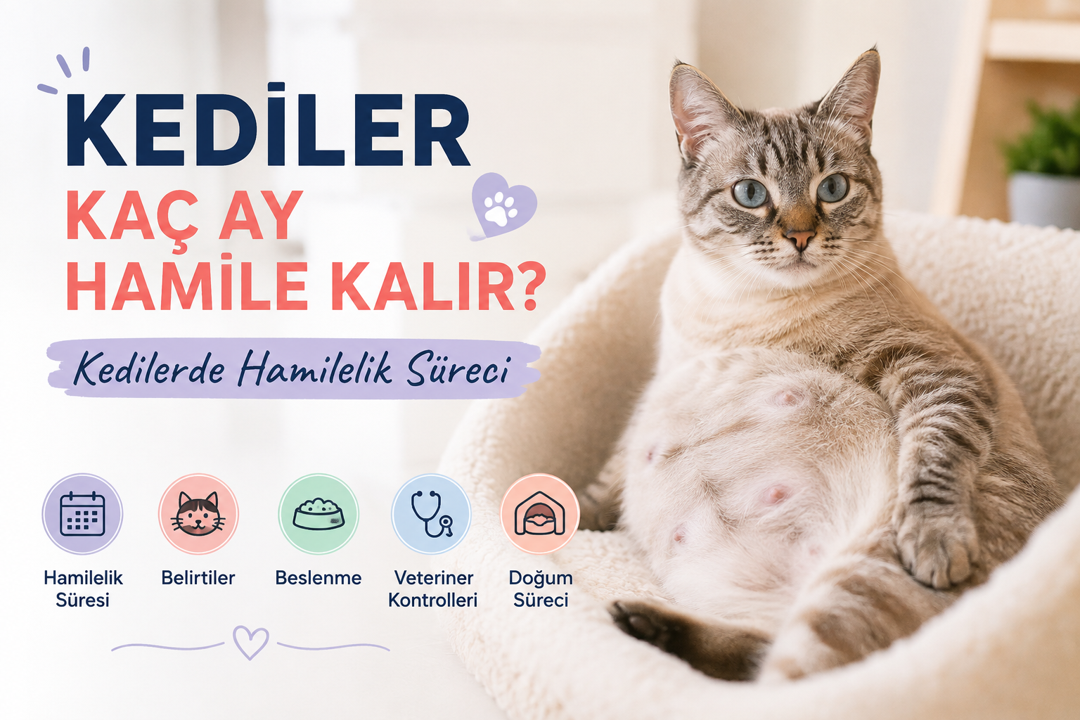 Kediler Kaç Ay Hamile Kalır? Kedilerde Hamilelik S...