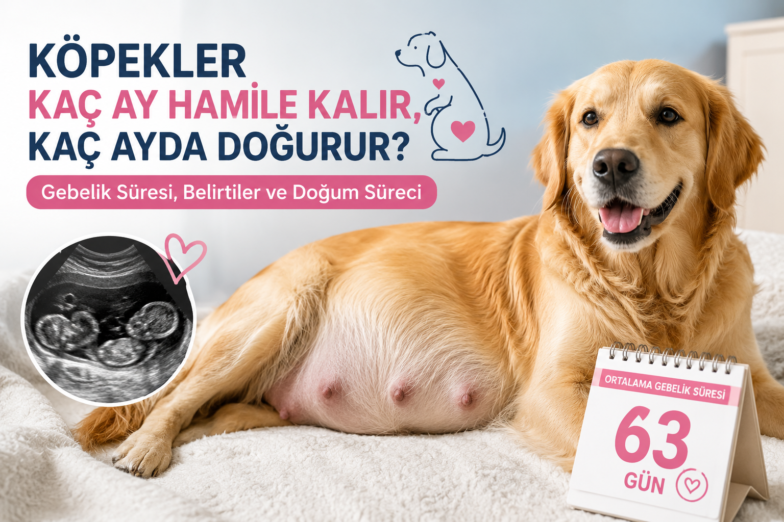 Köpekler Kaç Ay Hamile Kalır, Kaç Ayda Doğurur?