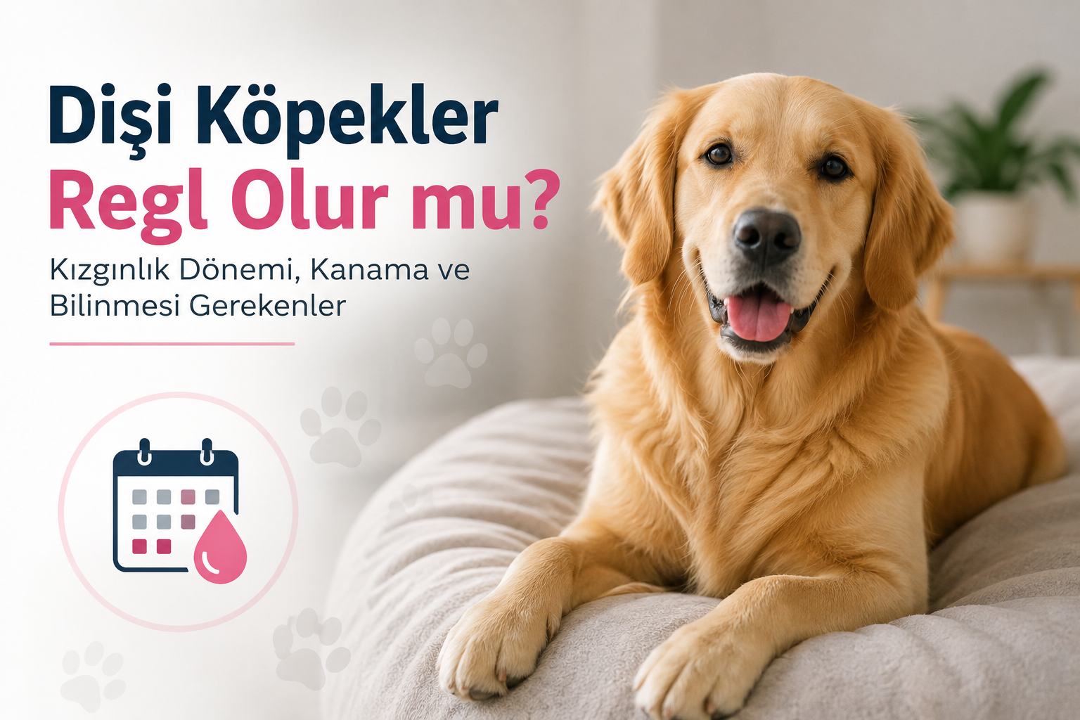 Dişi Köpekler Regl Olur mu?