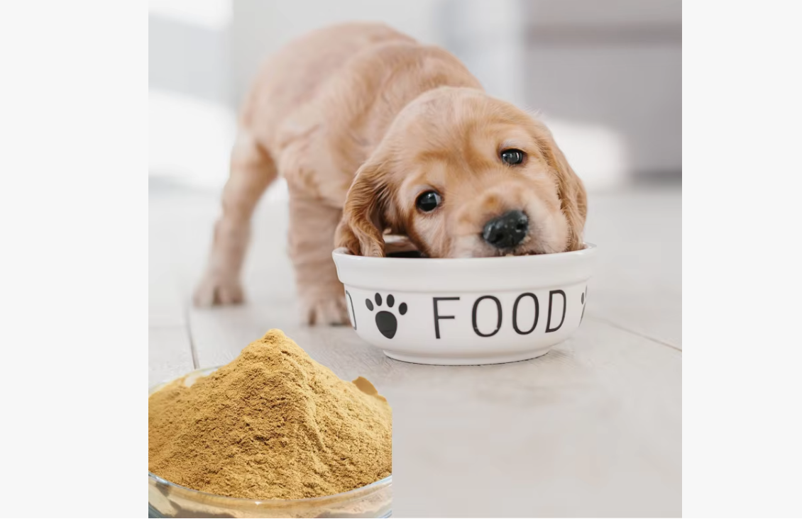 Yavru Köpek Ne Yer, Nasıl Beslenir?
