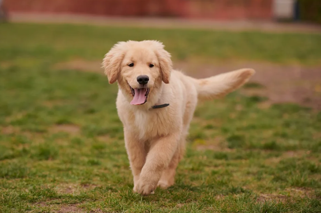 Köpeklerde Hıçkırık Neden Olur, Nasıl Geçer?