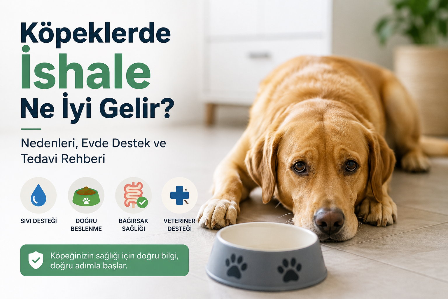 Köpeklerde İshale Ne İyi Gelir?