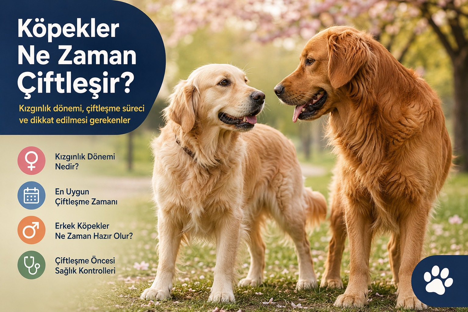 Köpekler Ne Zaman Çiftleşir?