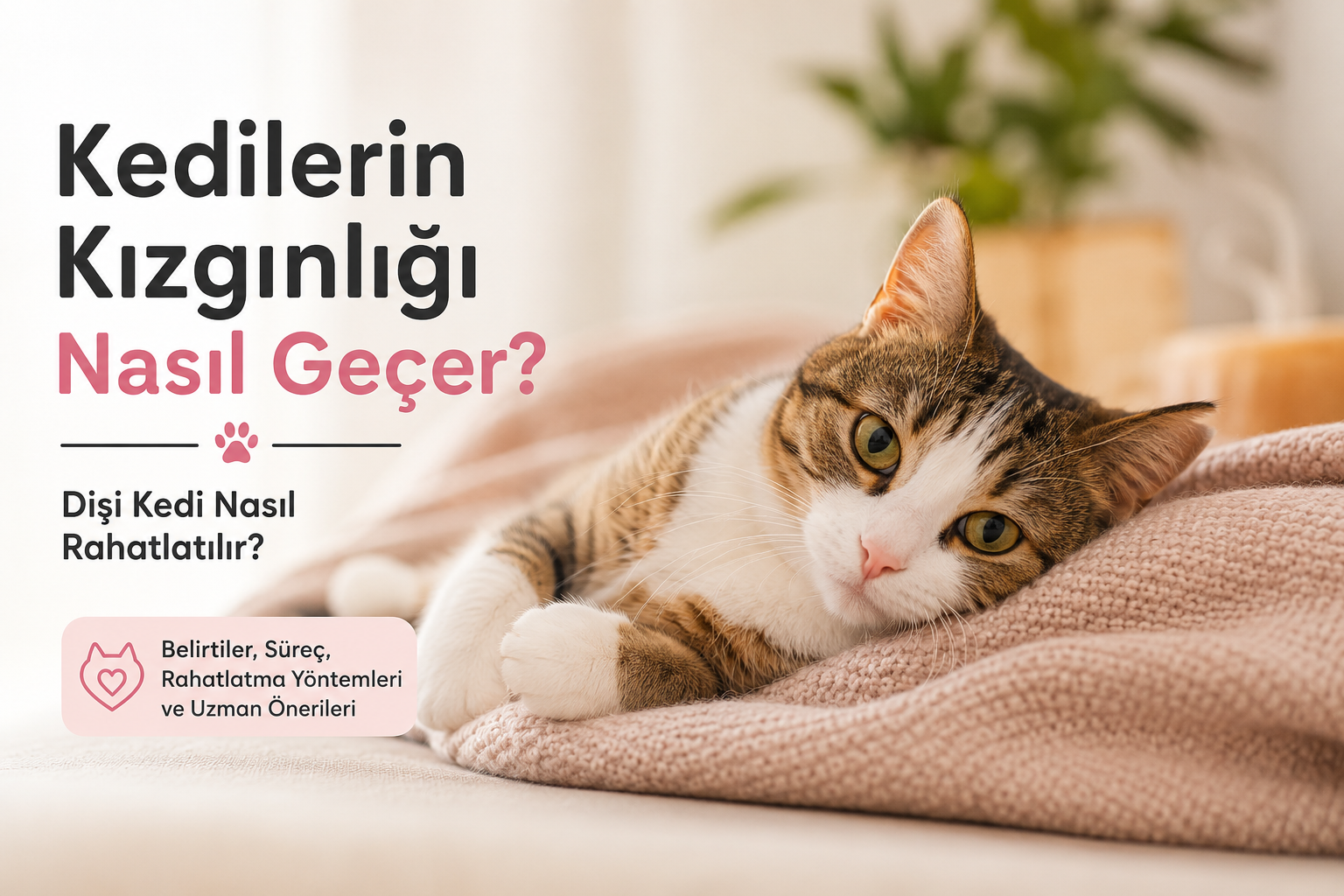 Kedilerin Kızgınlığı Nasıl Geçer? Dişi Kedi Nasıl ...