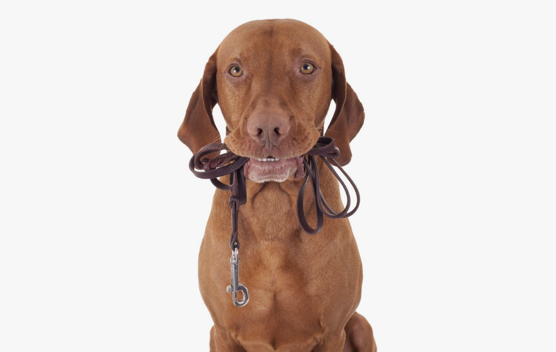 Köpekler İçin En İdeal Sağlıklı Tasma Nasıl Seçili...