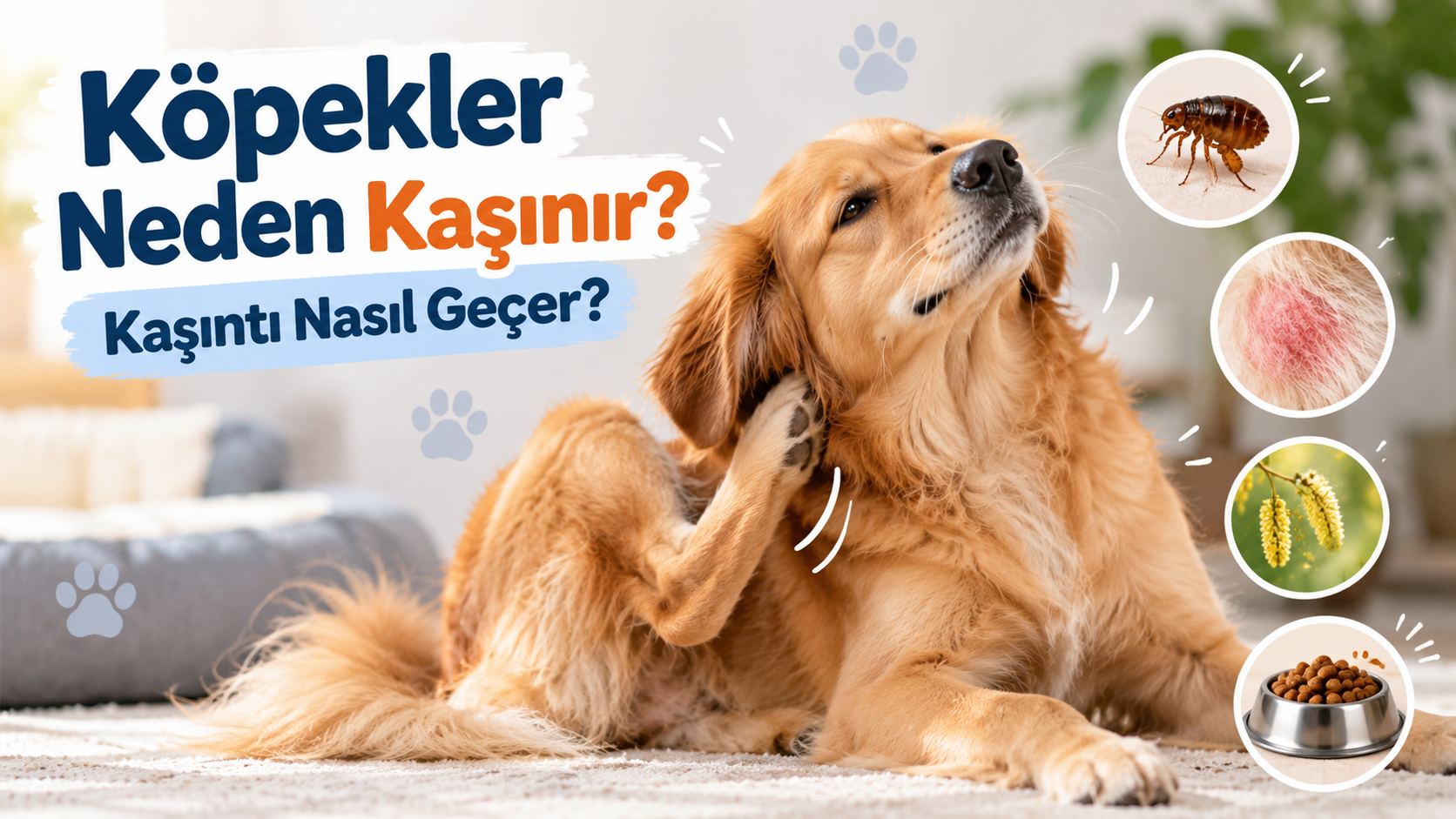 Köpekler Neden Kaşınır? Kaşıntı Nasıl Geçer?