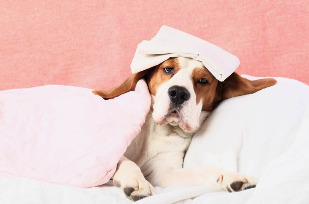 Köpeklerin Ateşi Nasıl Düşürülür?