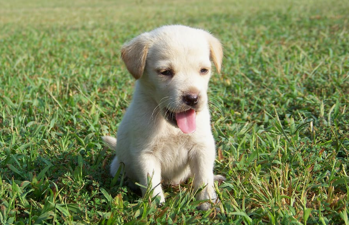 Yavru Köpeklerde Kabızlık Nasıl Geçer?