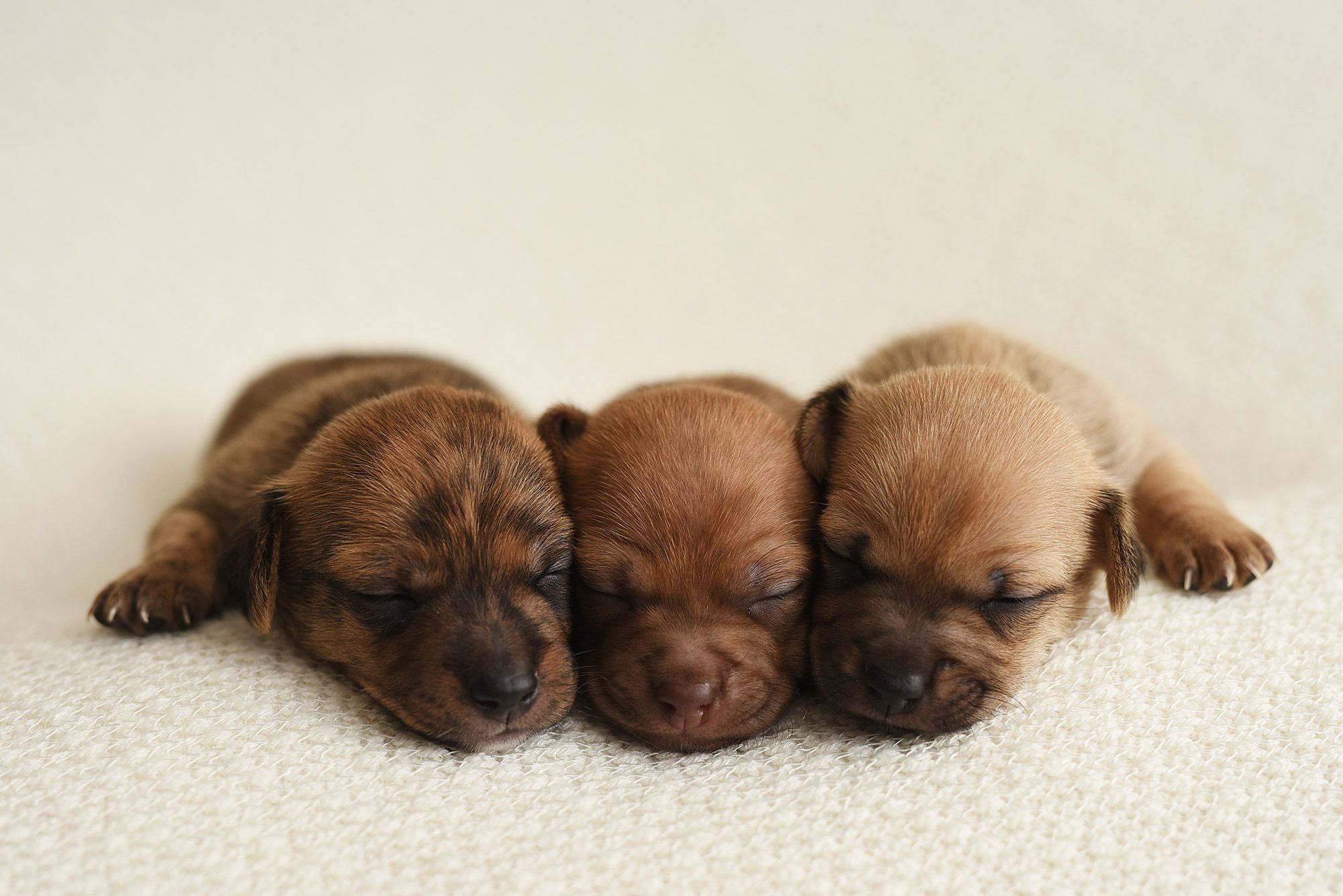 Yavru Köpeklerin Gözleri Ne Zaman Açılır?
