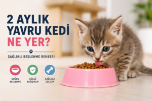 yavru kedi beslenmesi