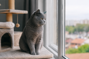 British shorthair evde yalnız kalması