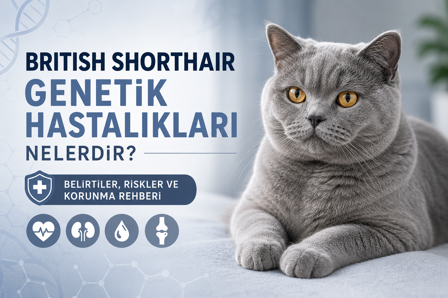 British Shorthair Genetik Hastalıkları Nelerdir?