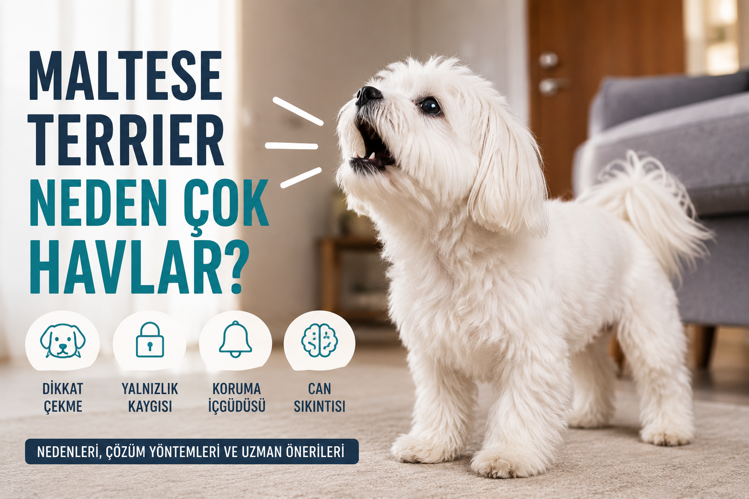 Maltese Terrier Havlaması, Köpekler Neden Çok Havl...