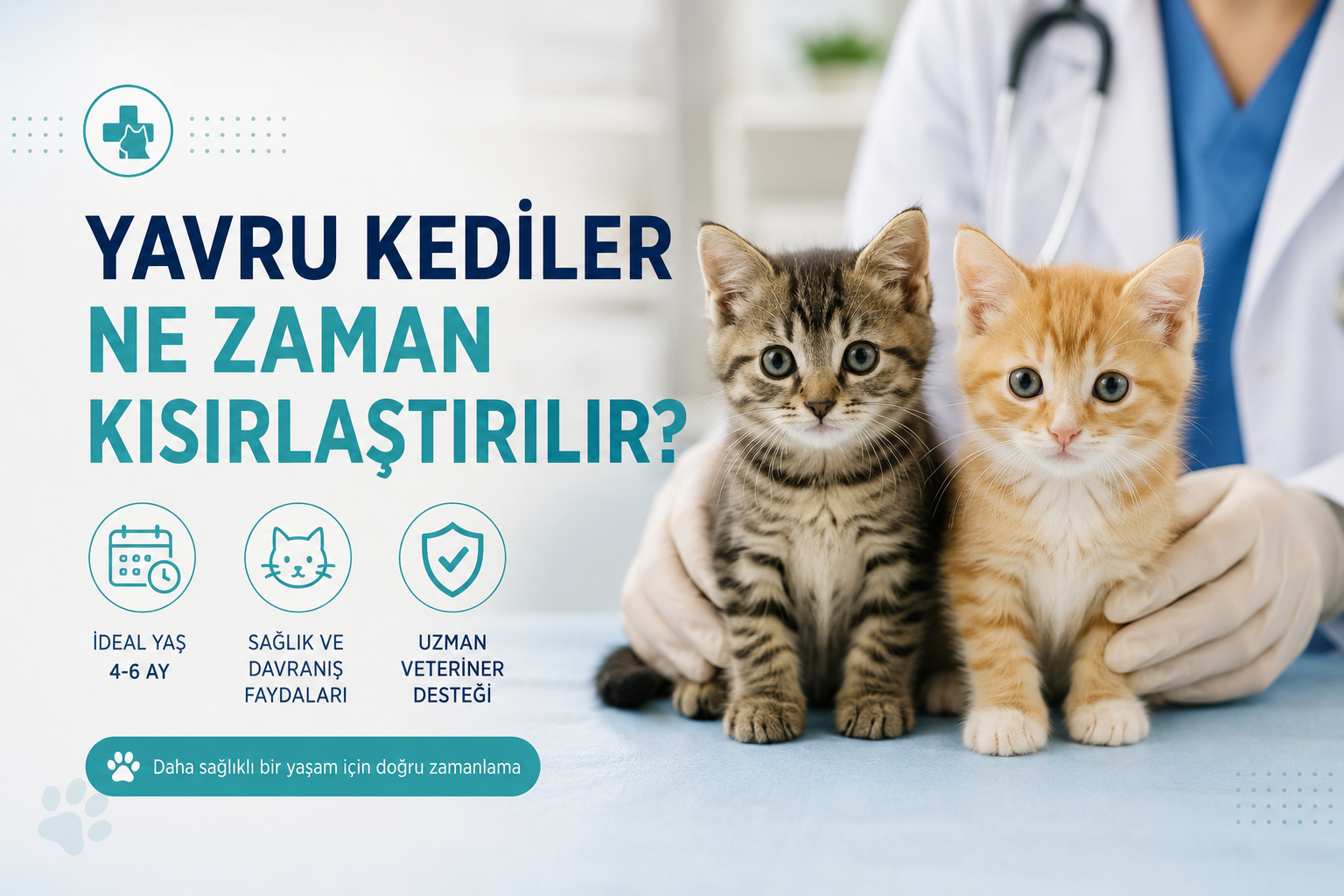 Yavru Kedilerde Kısırlaştırma Ne Zaman Olmalı