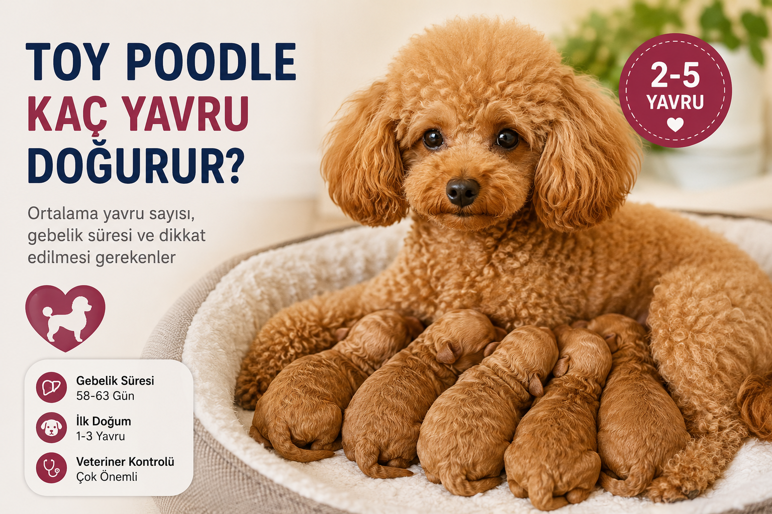Toy Poodle Kaç Yavru Doğrurur?