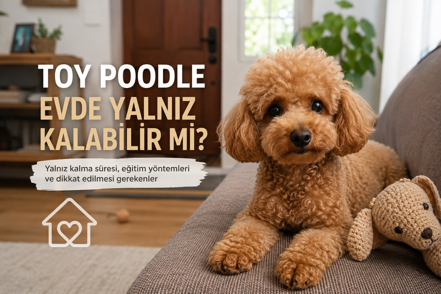 Toy Poodle Evde Yalnız Kalabilir mi?