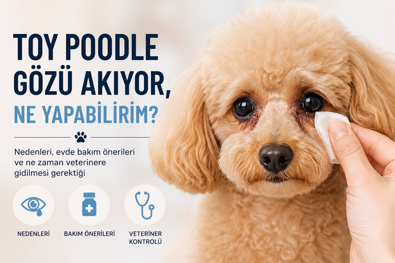 Toy Poodle Gözü Akıyor, Ne Yapabilirim?