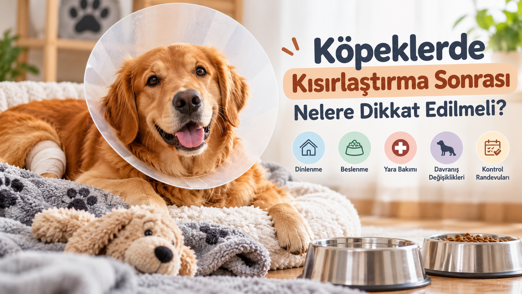 Köpeklerde Kısırlaştırma Sonrası Nelere Dikkat Edi...