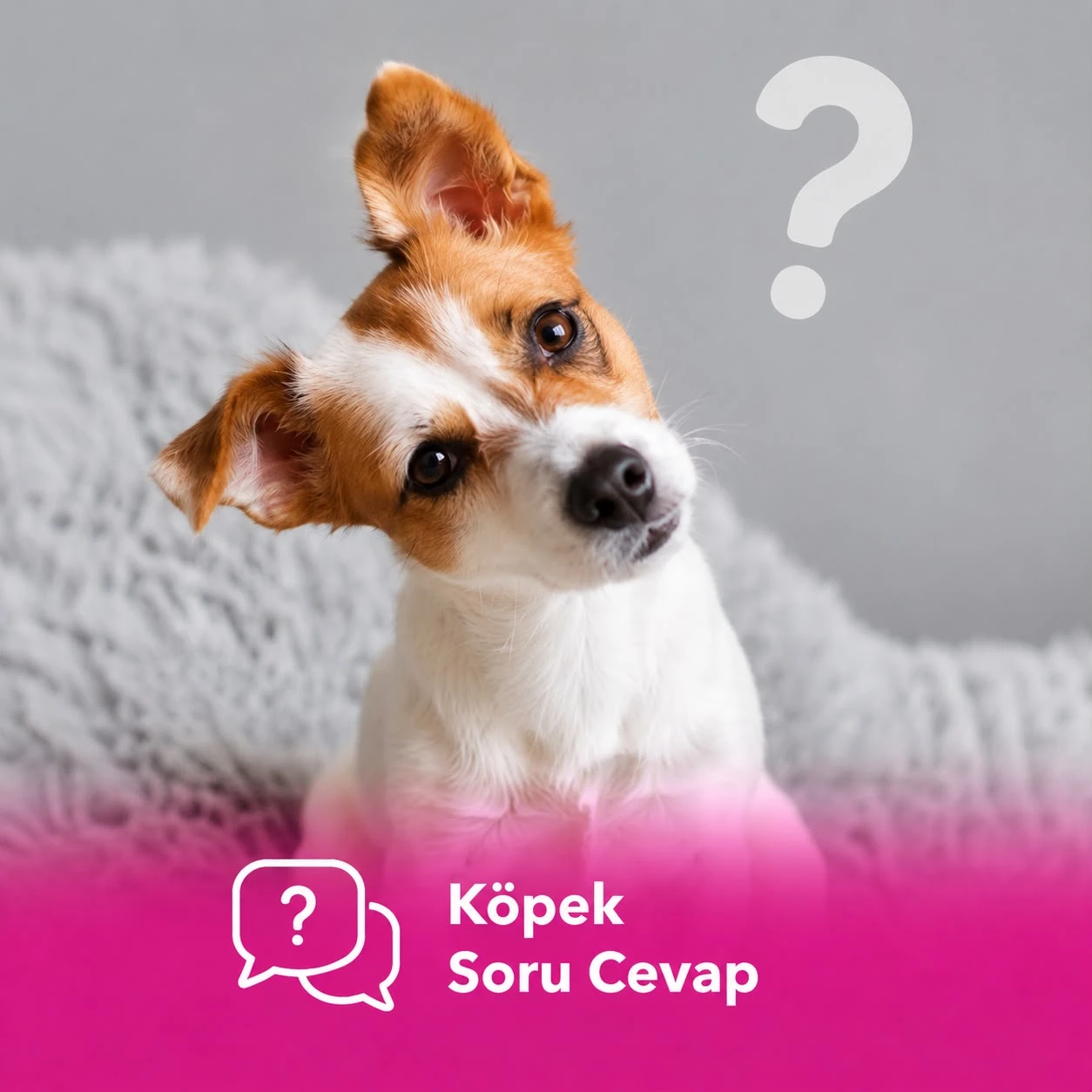 Köpek Soru Cevap