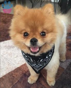 2 Yaşında Pomeranian Oğlumuz Krala Eş Arıyoruz