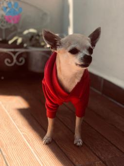 Chihuahua 5 Yaşında Kızımıza Eş Arıyoruz