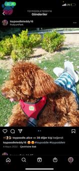 Toy Poodle Erkek Köpeğime Eş Arıyorum