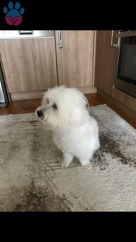 1 Yaşında Maltese Terrier Oğluma Eş Arıyoruz