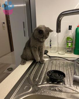 British Shorthair Oğluma Eş Arıyorum