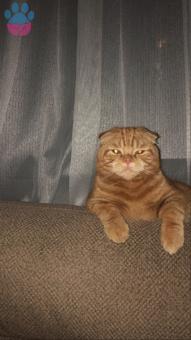 Scottish Fold Oğlum İçin Eş Aramaktayız