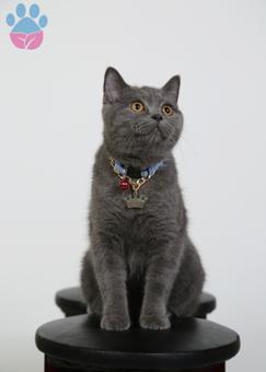 British Shorthair Erkek Kedime Eş Arıyorum