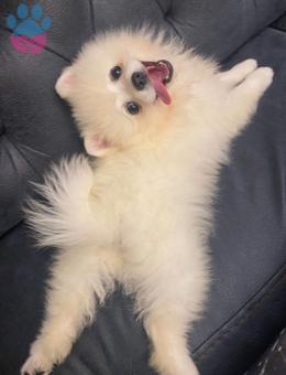 Pomeranian Boo Oğluma Dişi Eş Arıyoruz