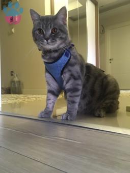 British Shorthair 1 Yaşındaki Oğluma Eş Arıyorum