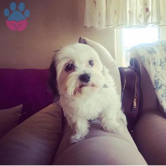 Maltese Terrier Kızıma Bir Eş Arıyorum