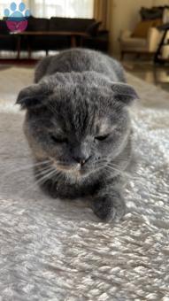 Scottish Fold Balım’a Erkek Eş Arıyorum