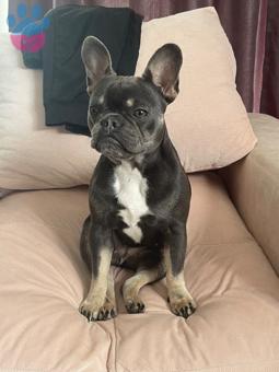 French Bulldog Kızımıza Eş Arıyorum