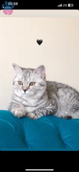 British Shorthair 1 Yaşında Kedime Eş Arıyorum