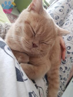11 Aylık British Shorthair Oğluma Eş Arıyorum ?
