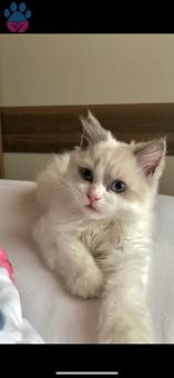 Ragdoll Dişi Kedi Arıyoruz