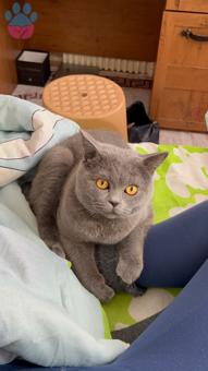 Britih Shorthair 9 Aylık Kedime Eş Arıyorum