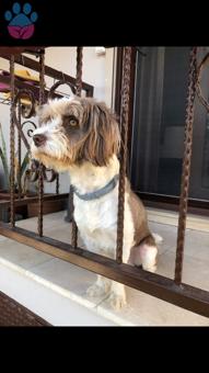 Maltese Terrier Latte Bey Eş Arıyor