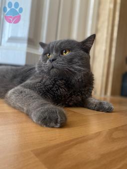 British Shorthair Oğlumuz Dumana Eş Arıyoruz