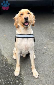 Golden Retriever Leo Oğluma Gelin Adayı