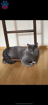 British Shorthair 1 Yaşında Oğluma Eş Arıyorum