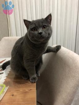 British Shorthair 7 Aylık Kedime Eş Arıyorum