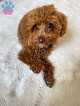 Toy Poodle 11 Aylık Oğluma Eş Arıyorum