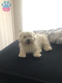 Maltese Terrier Oğlumuza Dişi Eş Arıyoruz