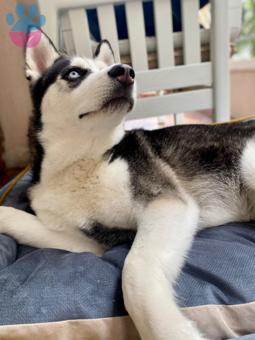 Husky Buz Mavisi Oğluma Lady Arıyorum