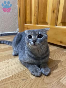 Scottish Fold Oğluma Gelin Adayları Bekliyorum