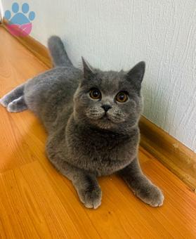 8 Aylık Oğluma Dişi British Shorthair Kedi Arıyorum