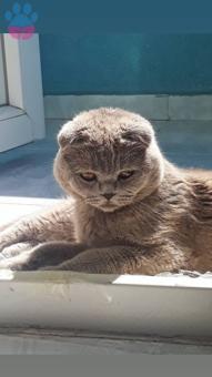 Scottish Fold Oğluma Eş Arıyorum Kızgınlıkta